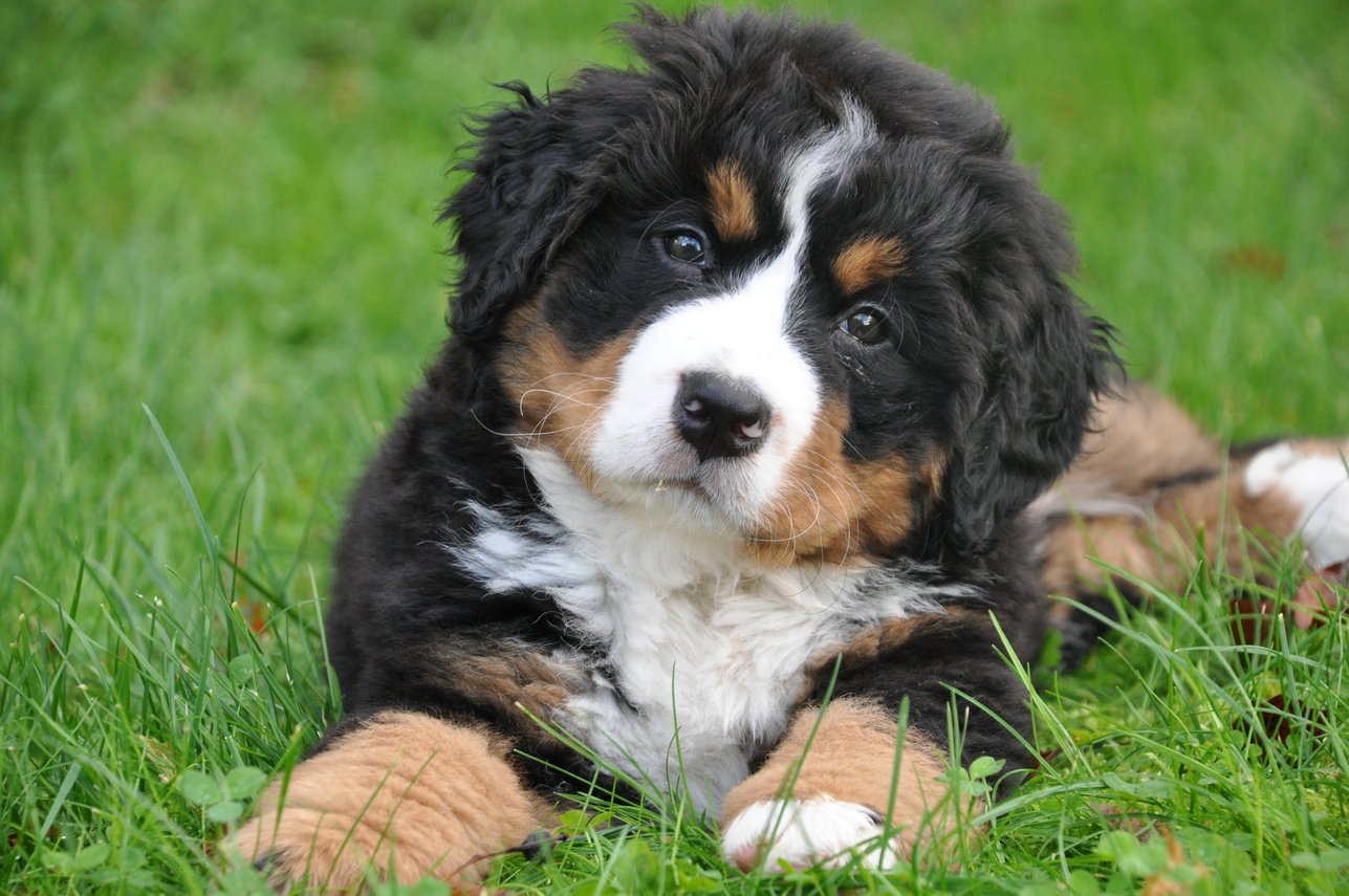 Bernese Mountain Dog